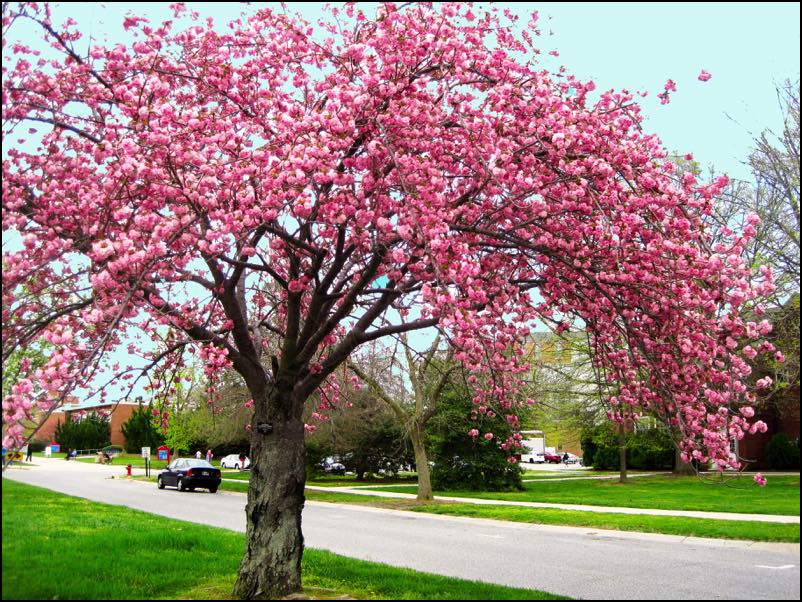 *Cherry, Japanese flowering (Kwanzan)