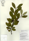 Aronia_arbutifolia37.jpg