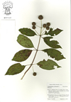 Cephalanthus_occidentalis.jpg