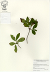 Clethra_alnifolia.jpg