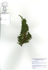 Juniperus_chinesis.jpg