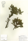 Juniperus_communis_Hibernica_2013.jpg