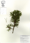 Pinus_mugo.jpg