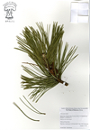Pinus_nigra.jpg
