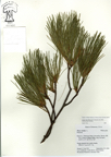Pinus_strobus16.jpg