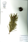 Pinus_sylvestris.jpg