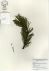 Pinus_sylvestris029.jpg