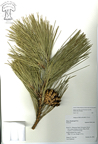 Pinus_thunbergii58.jpg