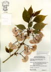 Prunus_serrulata_Kwanzan23.jpg