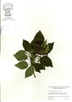 Sorbus_alnifolia.jpg