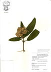 Viburnum_rhytidophyllum73.jpg